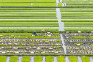 CHINA-PRIMAVERA-AGRICULTURA