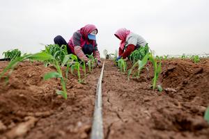 CHINA-PRIMAVERA-AGRICULTURA