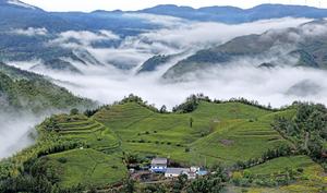 CHINA-PRIMAVERA-JARDIN DE TE