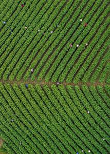 CHINA-PRIMAVERA-JARDIN DE TE