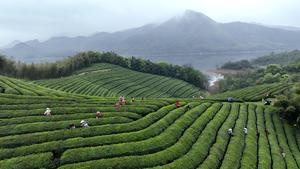 CHINA-PRIMAVERA-JARDIN DE TE