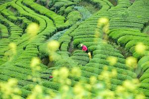 CHINA-PRIMAVERA-JARDIN DE TE