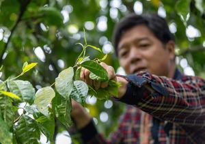 CHINA-PRIMAVERA-JARDIN DE TE