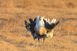 CHINA-HEILONGJIANG-LINDIAN-AVUTARDA