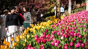 CHINA-GUIZHOU-LONGLI-TULIPANES-TURISMO