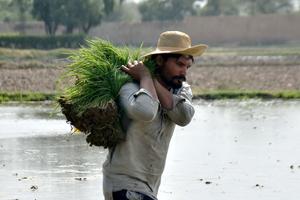 PAKISTAN-LAHORE-PLANTULAS DE ARROZ-SIEMBRA