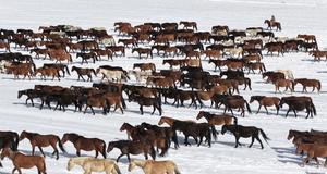 CHINA-GANSU-CABALLO DE SHANDAN