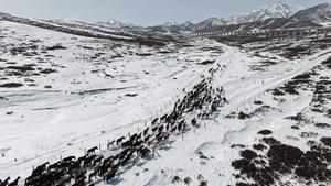 CHINA-GANSU-CABALLO DE SHANDAN