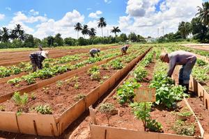 CUBA-HABANA-SEGURIDAD ALIMENTARIA-PREPLANES NACIONALES