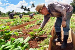 CUBA-HABANA-SEGURIDAD ALIMENTARIA-PREPLANES NACIONALES