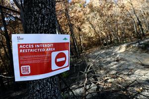FRANCIA-SEINE-ET-MARNE-BOSQUE DE FONTAINEBLEAU-INCENDIO FORESTAL-SECUELAS