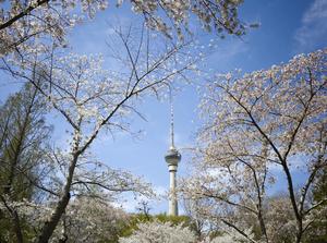 CHINA-PRIMAVERA-FLORES