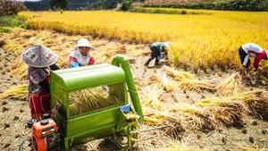 CHINA-GUIZHOU-CHANGSHUN-CAMPOS DE ARROZ-COSECHA