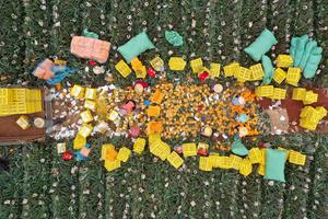 CHINA-HAINAN-HAIKOU-PIÑA-COSECHA