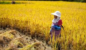 CHINA-GUIZHOU-CHANGSHUN-CAMPOS DE ARROZ-COSECHA