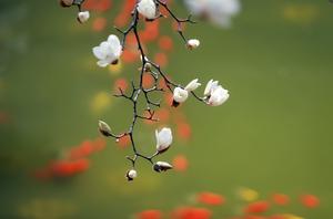 CHINA-PRIMAVERA-PAISAJE