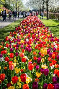PAISES BAJOS-LISSE-KEUKENHOF-TULIPAN