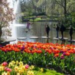 PAISES BAJOS-LISSE-KEUKENHOF-TULIPAN