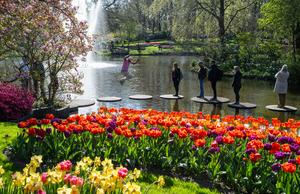PAISES BAJOS-LISSE-KEUKENHOF-TULIPAN
