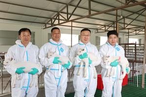 CHINA-SHAANXI-CABRAS LECHERAS CLONADAS DE ALTISIMO RENDIMIENTO