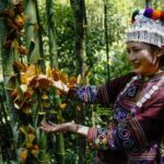 CHINA-YUNNAN-JINPING-MARIPOSA-AUGE