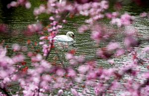 REINO UNIDO-LONDRES-PRIMAVERA-VIDA COTIDIANA-PAISAJE