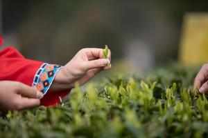 CHINA-TE-COSECHA-PRIMAVERA