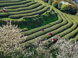 CHINA-TE-COSECHA-PRIMAVERA