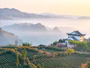 CHINA-TE-COSECHA-PRIMAVERA