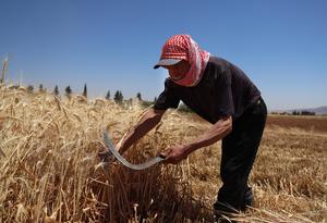 SIRIA-FAO-INUNDACIONES-AGRICULTURA