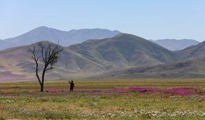 CHILE-COPIAPO-DESIERTO-FLORECIMIENTO