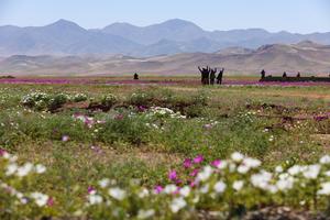 CHILE-COPIAPO-DESIERTO-FLORECIMIENTO