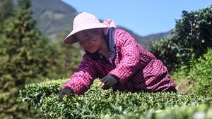 CHINA-GUANGXI-SANJIANG-TE