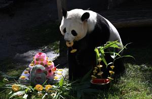 ESPAÑA-MADRID-PANDAS GIGANTES-CUMPLEAÑOS