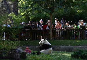 ESPAÑA-MADRID-PANDAS GIGANTES-CUMPLEAÑOS