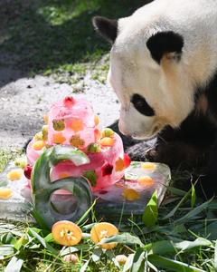 ESPAÑA-MADRID-PANDAS GIGANTES-CUMPLEAÑOS
