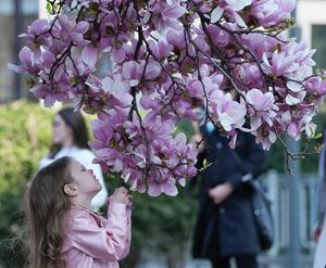 ITALIA-MILAN-FLORES DE MAGNOLIA