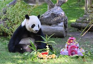 ESPAÑA-MADRID-PANDAS GIGANTES-CUMPLEAÑOS