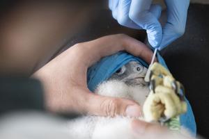 SINGAPUR-POLLUELOS DE HALCON PEREGRINO-PROTECCION