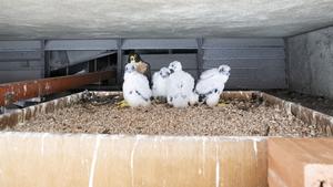 SINGAPUR-POLLUELOS DE HALCON PEREGRINO-PROTECCION