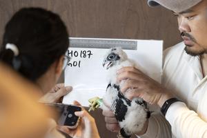 SINGAPUR-POLLUELOS DE HALCON PEREGRINO-PROTECCION