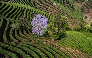 CHINA-YUNNAN-PU'ER-JARDIN DE TE-COSECHA