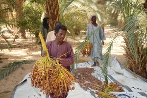 SUDAN-AL-BAJA-TEMPORADA DE COSECHA DE DATILES