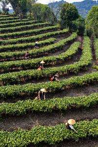 CHINA-YUNNAN-PU'ER-JARDIN DE TE-COSECHA