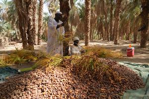 SUDAN-AL-BAJA-TEMPORADA DE COSECHA DE DATILES