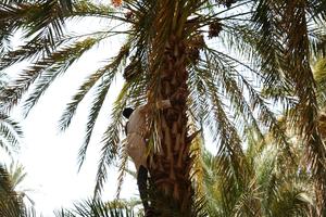 SUDAN-AL-BAJA-TEMPORADA DE COSECHA DE DATILES
