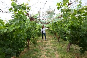 CHILE-HUAYCA-CEPA VINIFERA