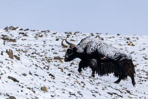 CHINA-XIZANG-RESERVA NACIONAL NATURAL DE CHANGTANG-BAMOQONGZONG-GRUPO VOLCANICO