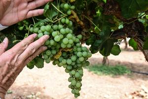 CHILE-HUAYCA-CEPA VINIFERA