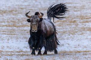 CHINA-XIZANG-RESERVA NACIONAL NATURAL DE CHANGTANG-BAMOQONGZONG-GRUPO VOLCANICO